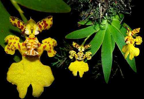 Oncidium (Psygmorchis) pusillum 